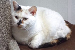 Picture of Emma (R.B.)