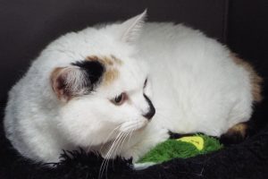 Picture of Emma (R.B.)