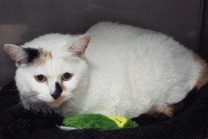Picture of Emma (R.B.)