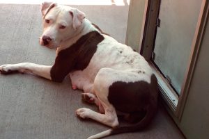 Picture of Hazel