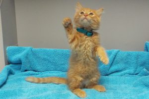 Picture of Helios