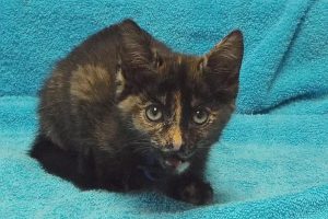 Picture of Chase