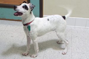 Picture of Patches