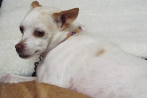 Picture of Precious