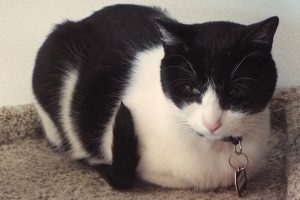 Picture of Sammie