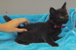 Picture of Tulip