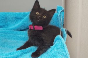 Picture of Tulip