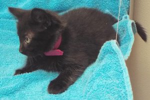 Picture of Tulip