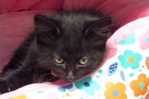 Picture of Tulip