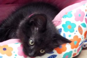 Picture of Tulip
