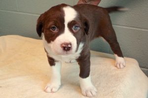 Picture of Violet