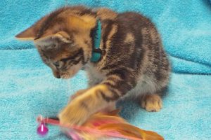 Picture of Willow