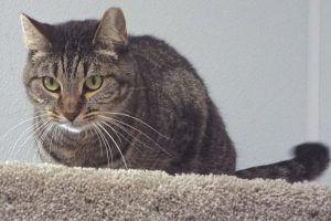 Picture of Zena