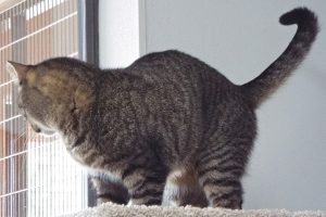 Picture of Zena