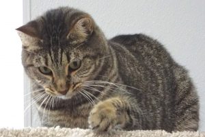 Picture of Zena