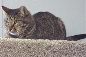 Picture of Zena
