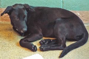 Picture of Angus