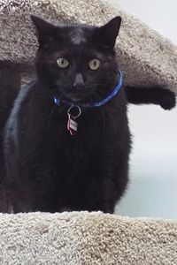 Picture of Baxter