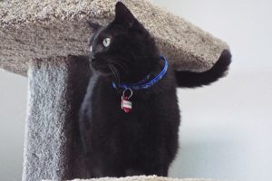 Picture of Baxter