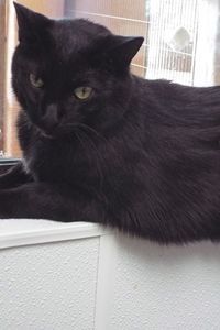 Picture of Baxter