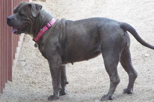 Picture of Brandi