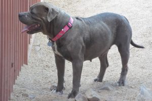 Picture of Brandi