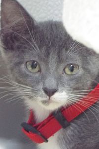 Picture of Chili