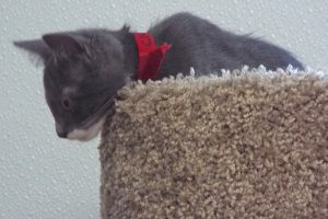 Picture of Chili