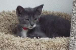 Picture of Chili