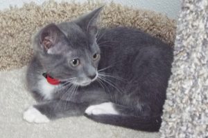Picture of Chili