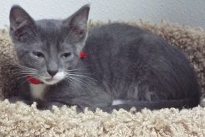 Picture of Chili