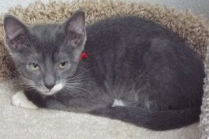 Picture of Chili