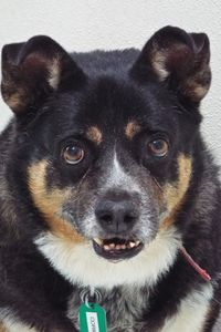 Picture of Corky