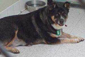 Picture of Corky