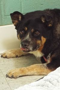 Picture of Corky