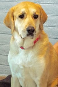 Picture of Delilah