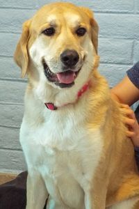 Picture of Delilah