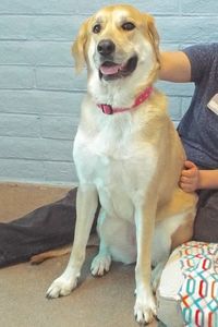 Picture of Delilah