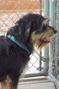 Picture of Dozer
