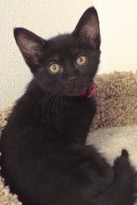Picture of Ebony