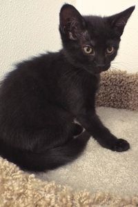 Picture of Ebony