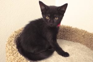 Picture of Ebony