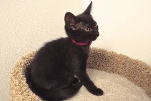 Picture of Ebony