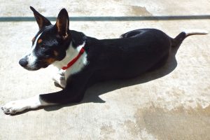 Picture of Guernsey