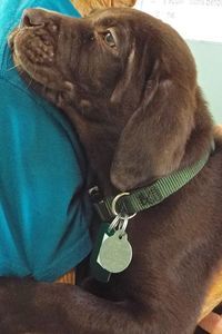 Picture of Jango