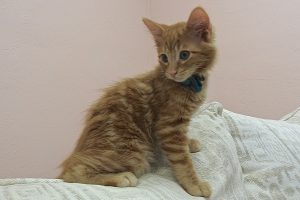 Picture of Lexington