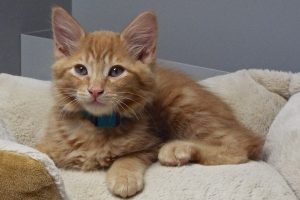 Picture of Lexington