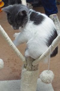 Picture of Milkshake