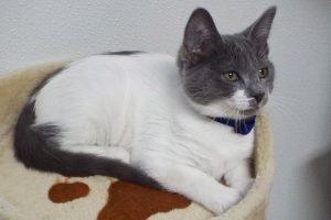 Picture of Milkshake