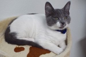 Picture of Milkshake